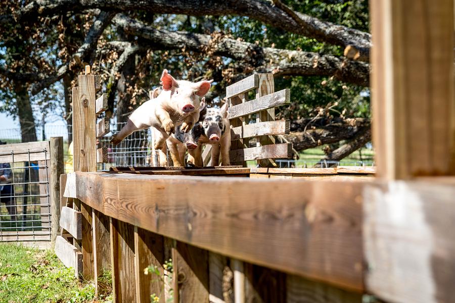 A Must Visit: P-6 Farms