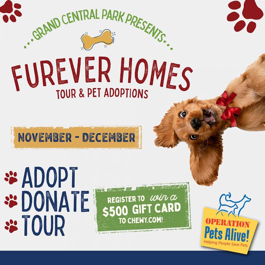 Find Your ‘Furever’ Friend and Forever Home