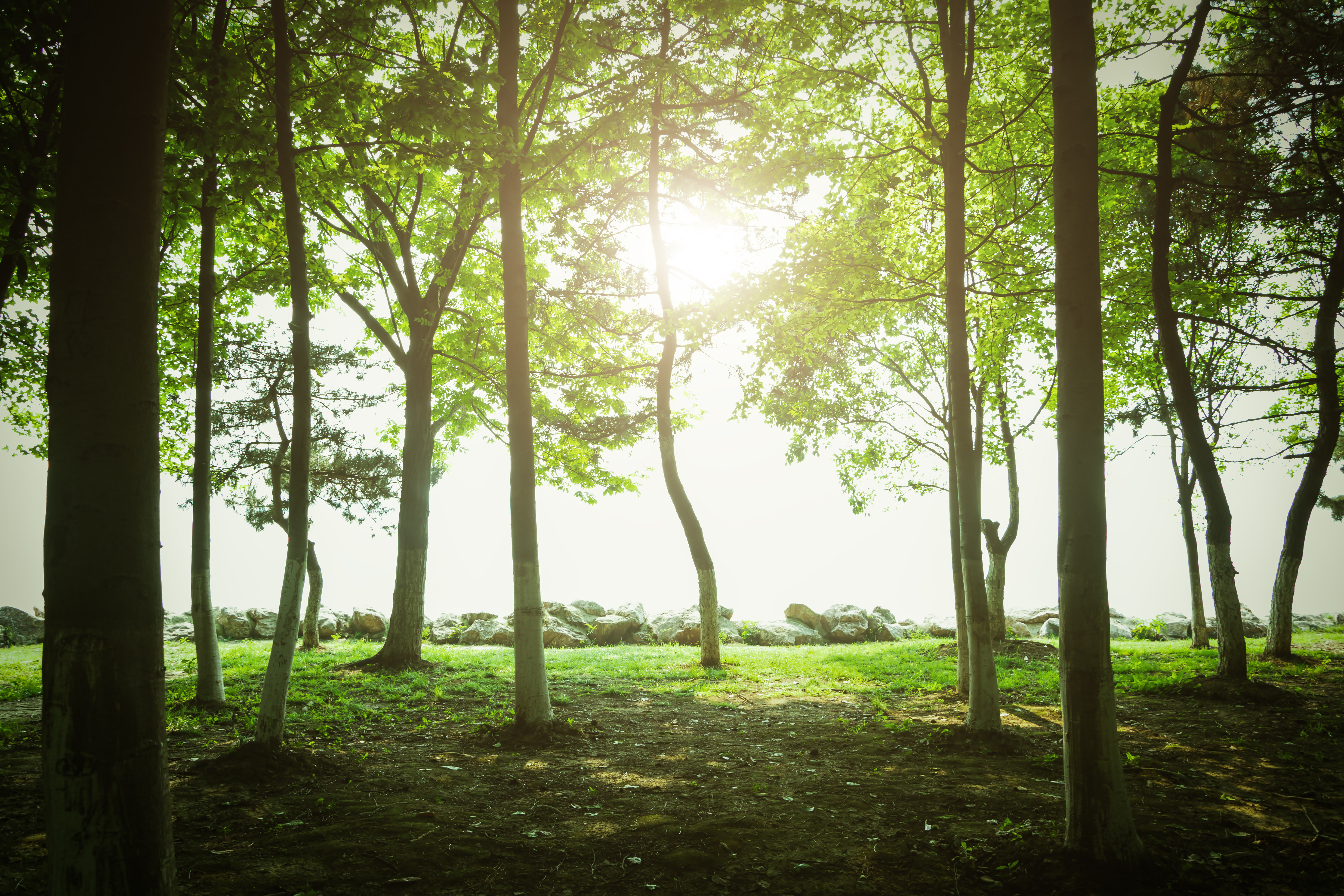 Баннер деревья. Фотообои деревья Челябинск. Дерево на закате. The Trees are Green in Summer. Фото прайда на дереве.
