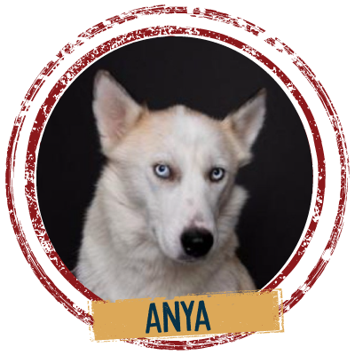 Adopt a white dog named Anya