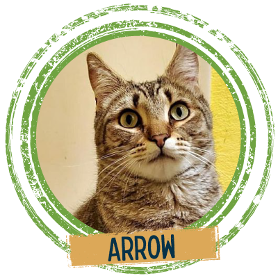 Adopt cute cat named Arrow