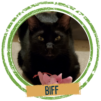 Adopt a black cat named Biff