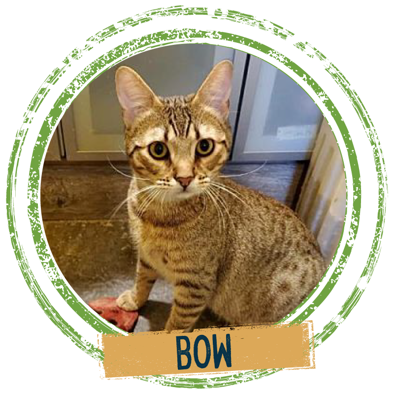 Adopt a yellow cat named Bow