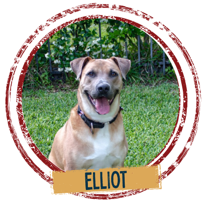Adopt a yellow dog named Elliot