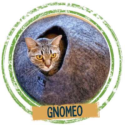 Adopt a cute cat named Gnomeo