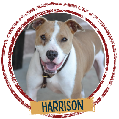 Adopt a adorable dog named Harrison