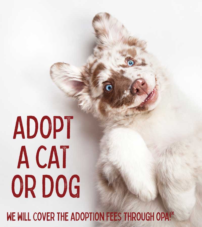 Adopt a cat or dog