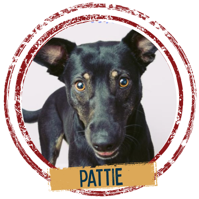 Adopt black dog named Pattie