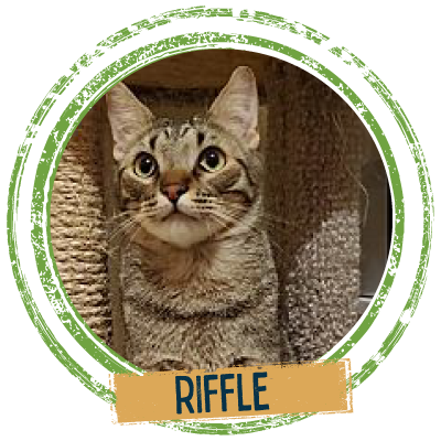 Adopt a cute cat named Riffle