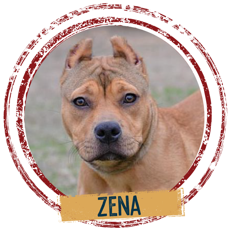 Adopt a yellow dog named Zena