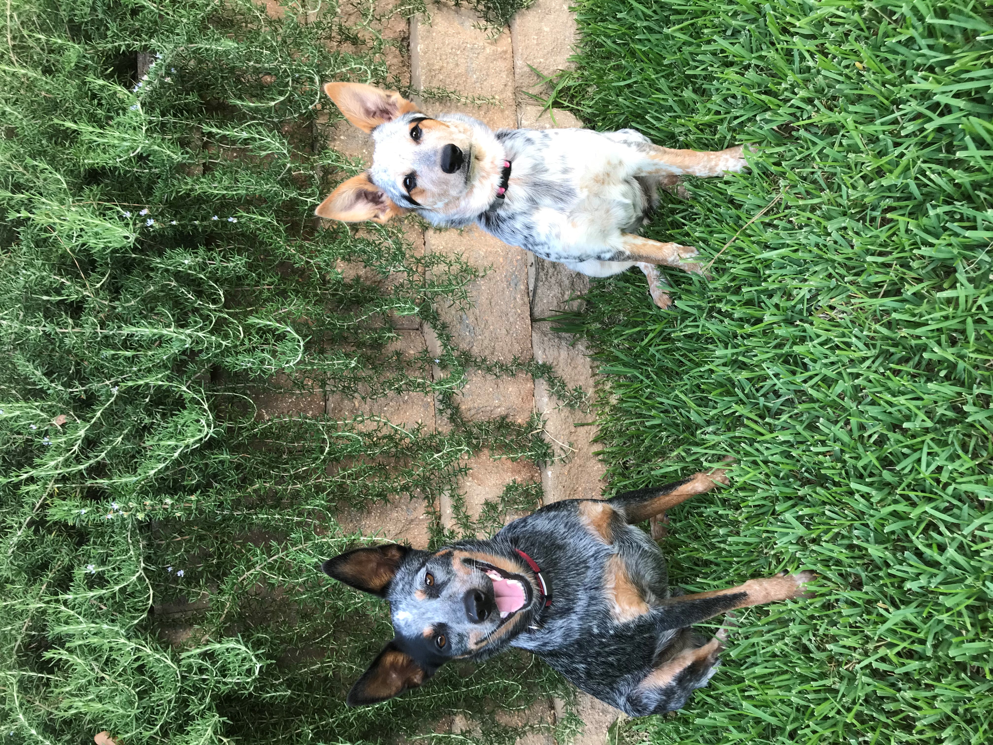 Two dogs sitting in the grass